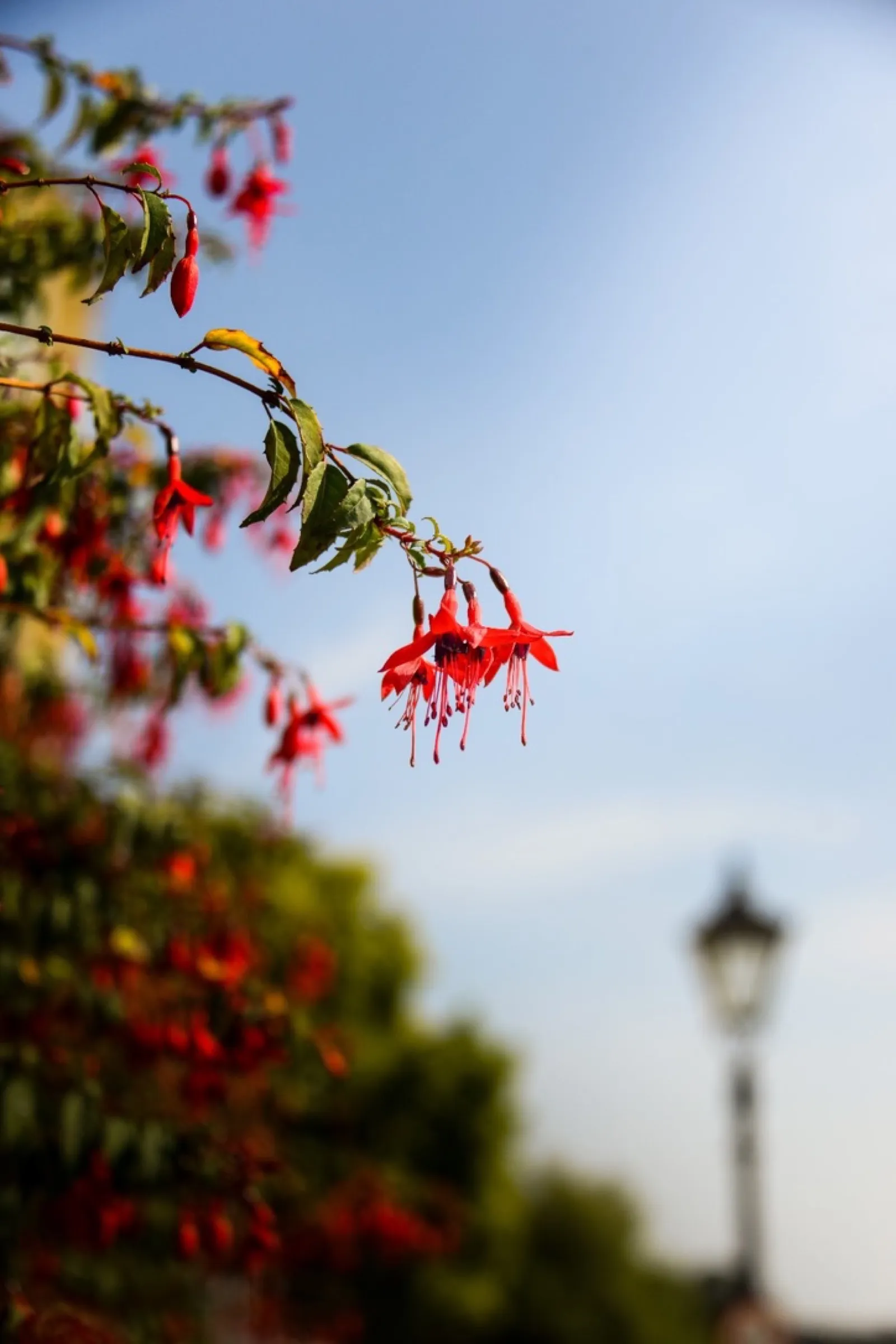 Red fuchsia flowers with London tower blurred behind