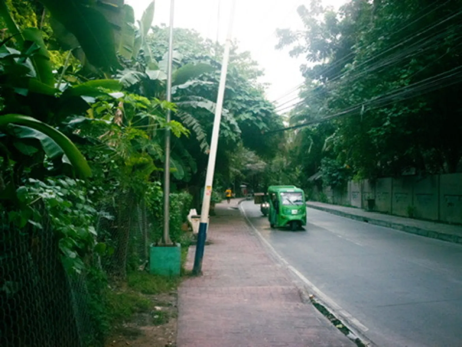 Green motorcycle on lush tropical tree-lined street