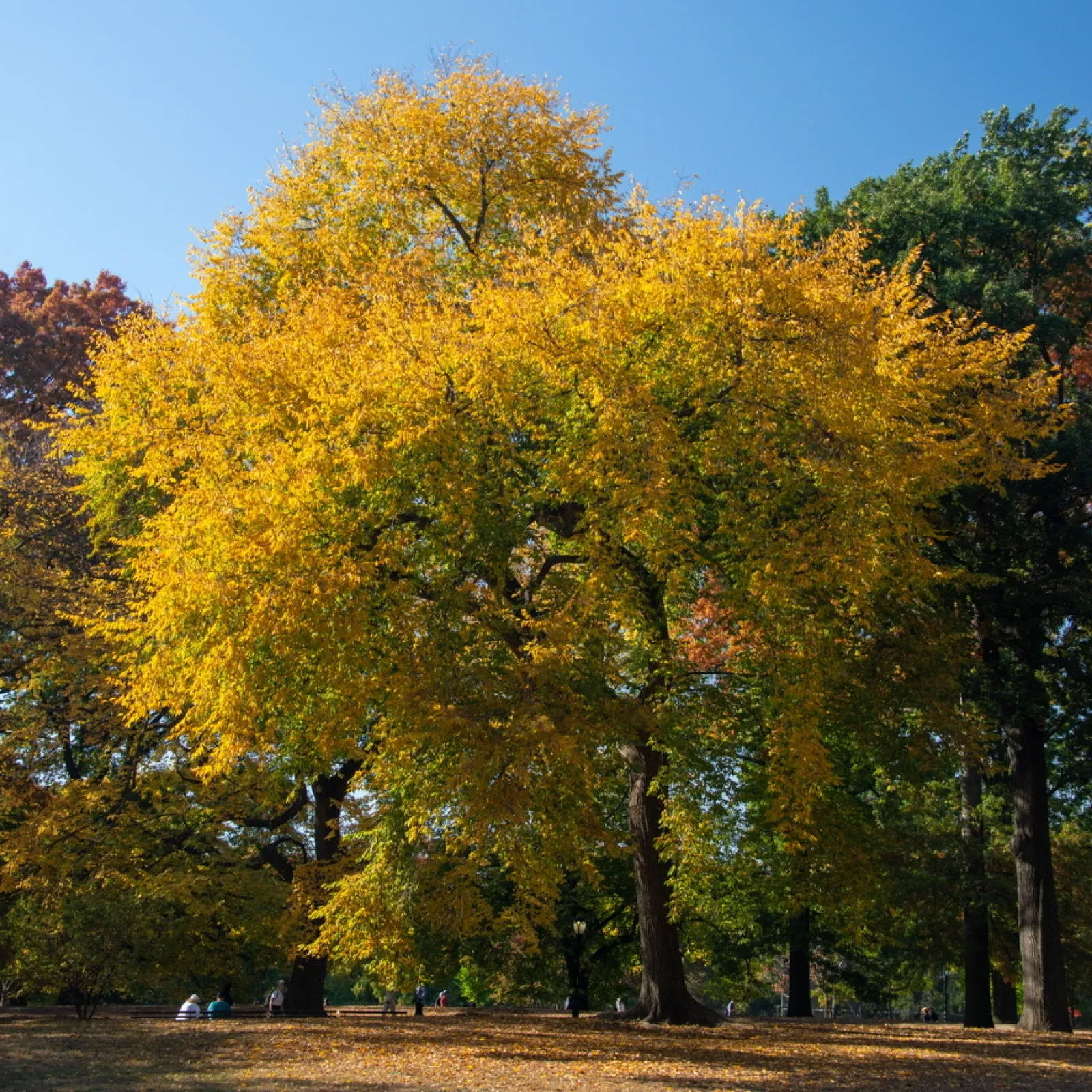 Golden tree in autumn park with clear blue sky