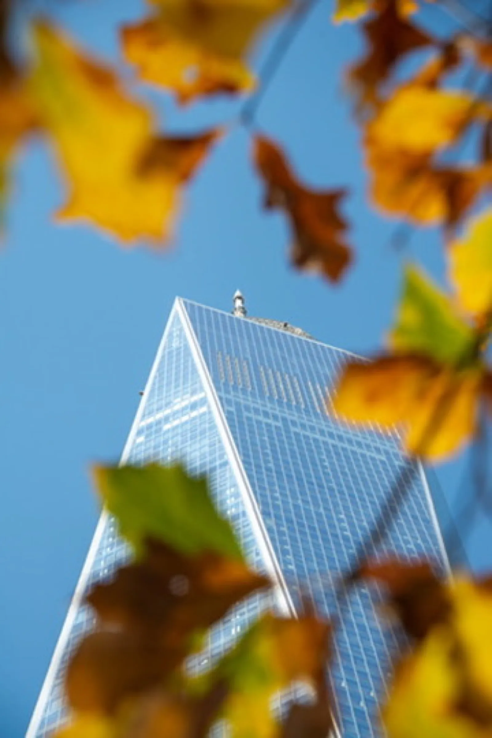 Modern skyscraper framed by blurred golden leaves