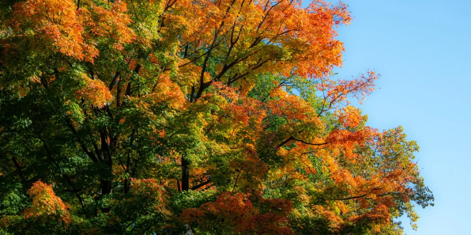 Vibrant orange and yellow autumn tree canopy